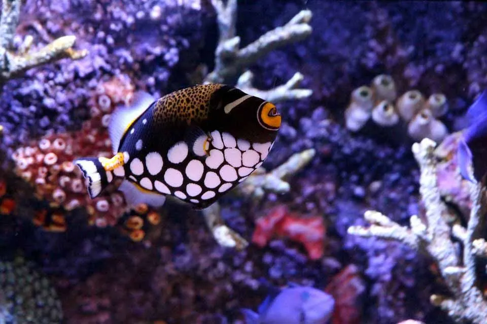 A beautiful, bright-colored triggerfish clown with numerous white spots and ringed lips in the Indo- Pacific ocean is a sight to behold.