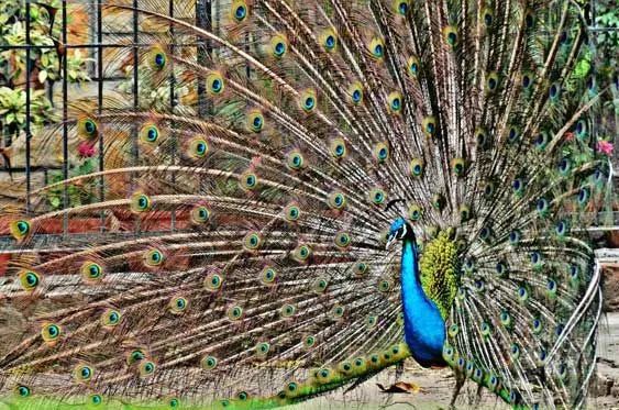 Peacock males have brighter colors  compared to the females.