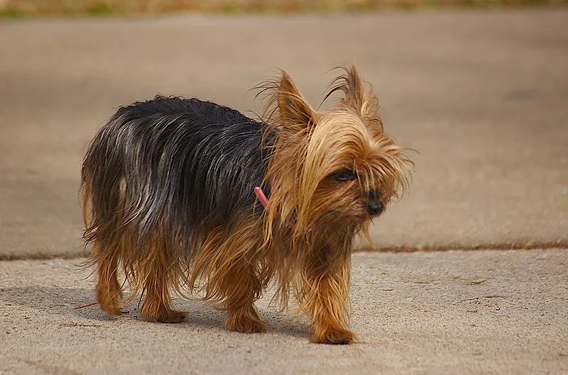 can a small yorkie have babies