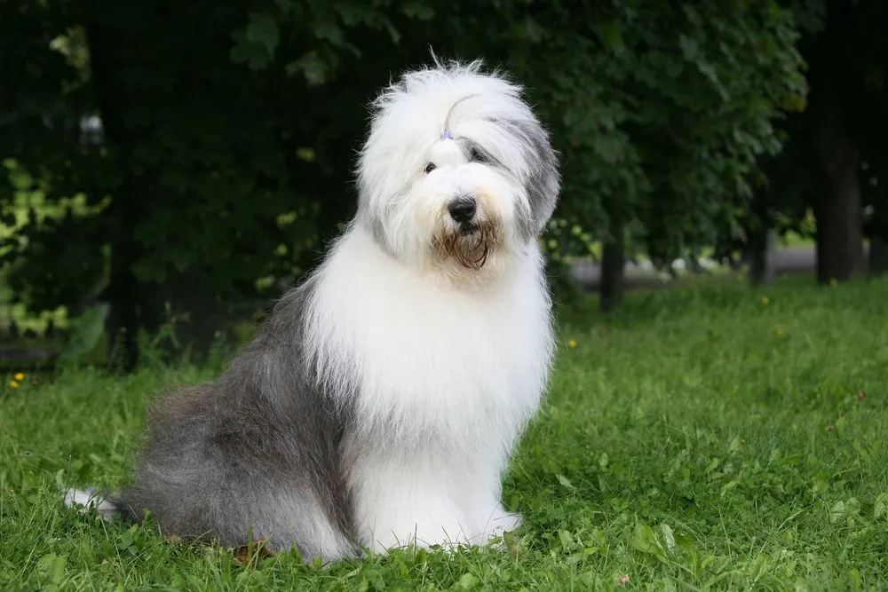 Fun Old English Sheepdog Facts For Kids