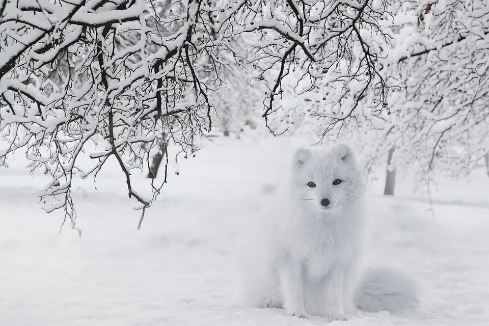 The Arctic fox lives in the Arctic and the Alpine tundra.