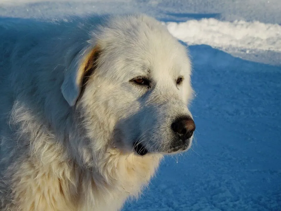 Fun Great Pyrenees Facts For Kids - Kidadl