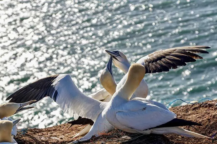 There are some very interesting northern gannet facts you can learn