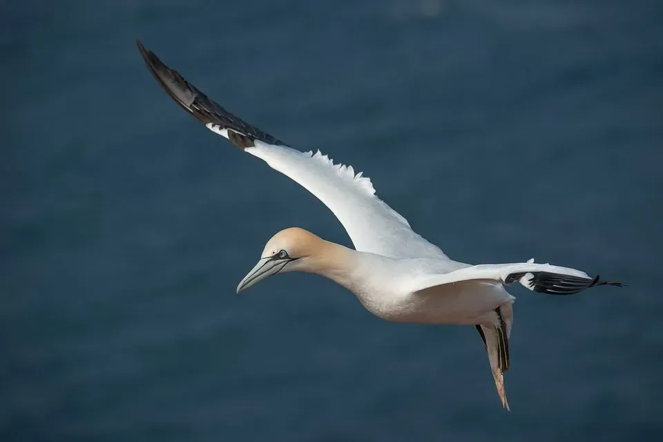 Northern gannets live until 35 years of age.