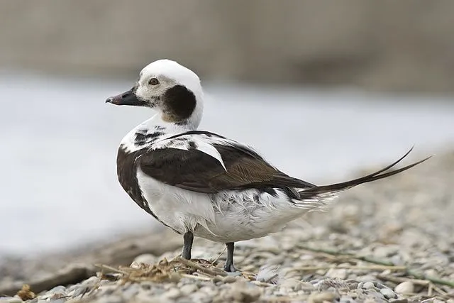 Long-tailed duck facts will leave you in awe of this sea bird