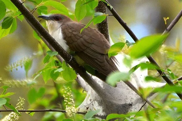 Unlike the yellow-billed cuckoo, black-billed cuckoos have a black bill.