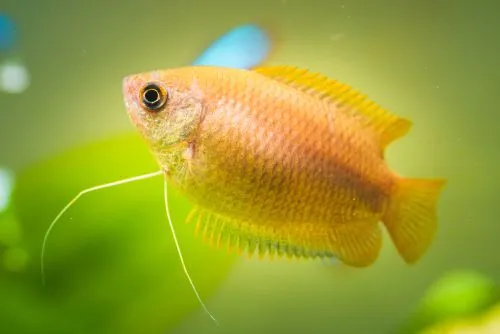 Honey gourami facts talk about the nature of the fish.