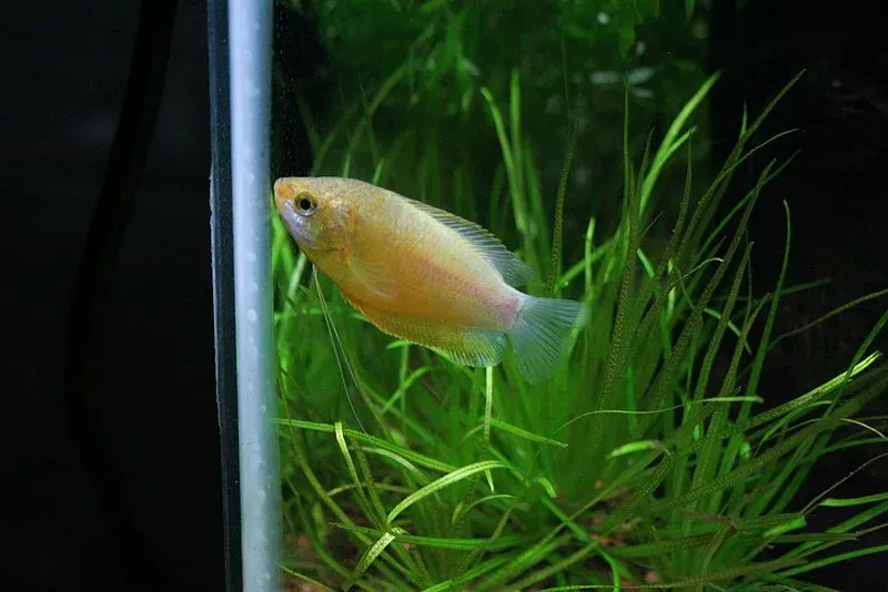 Honey gouramis may come in different color variations.