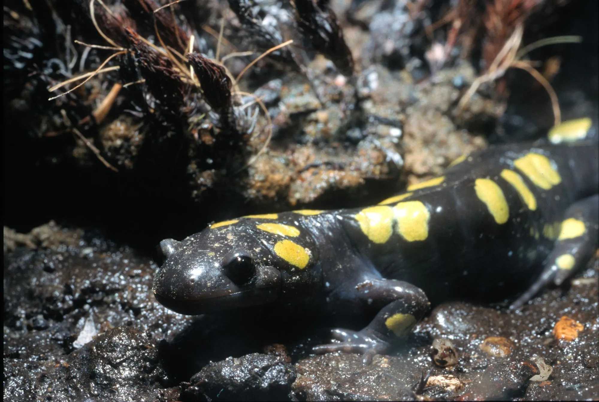 The fire salamander is often confused with the yellow-spotted salamander.