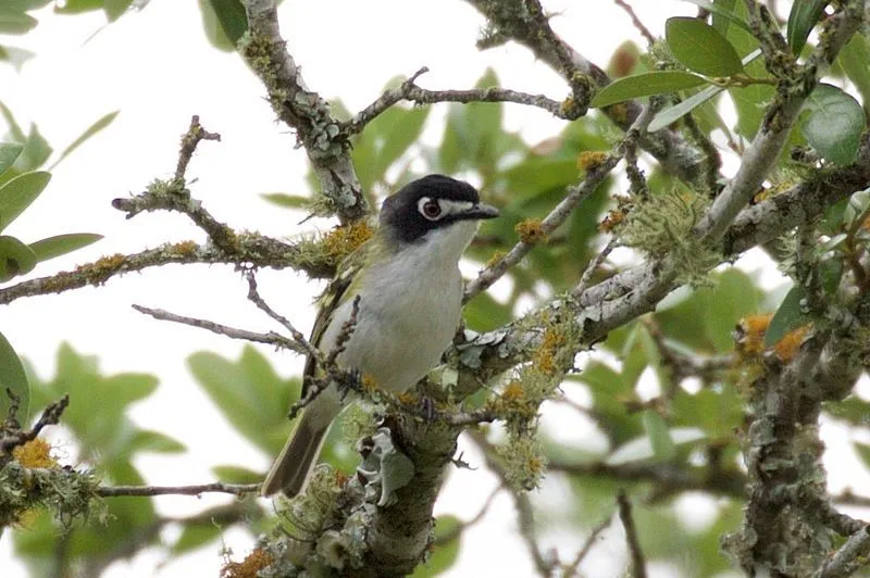 These rare black-capped vireo facts will make you love them