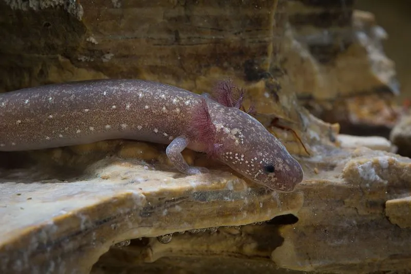 Barton springs salamanders are really cute amphibians!