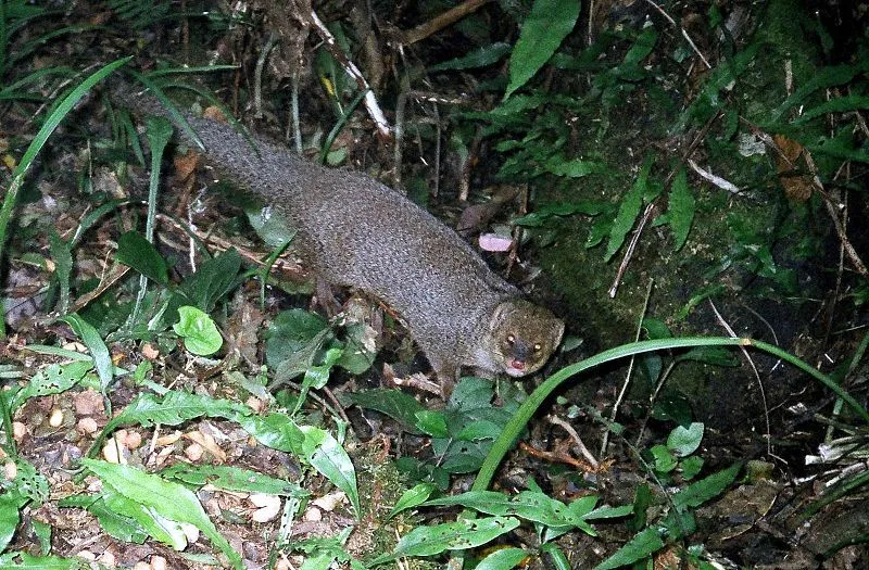 The size and color of this mongoose are some of its identifiable features.