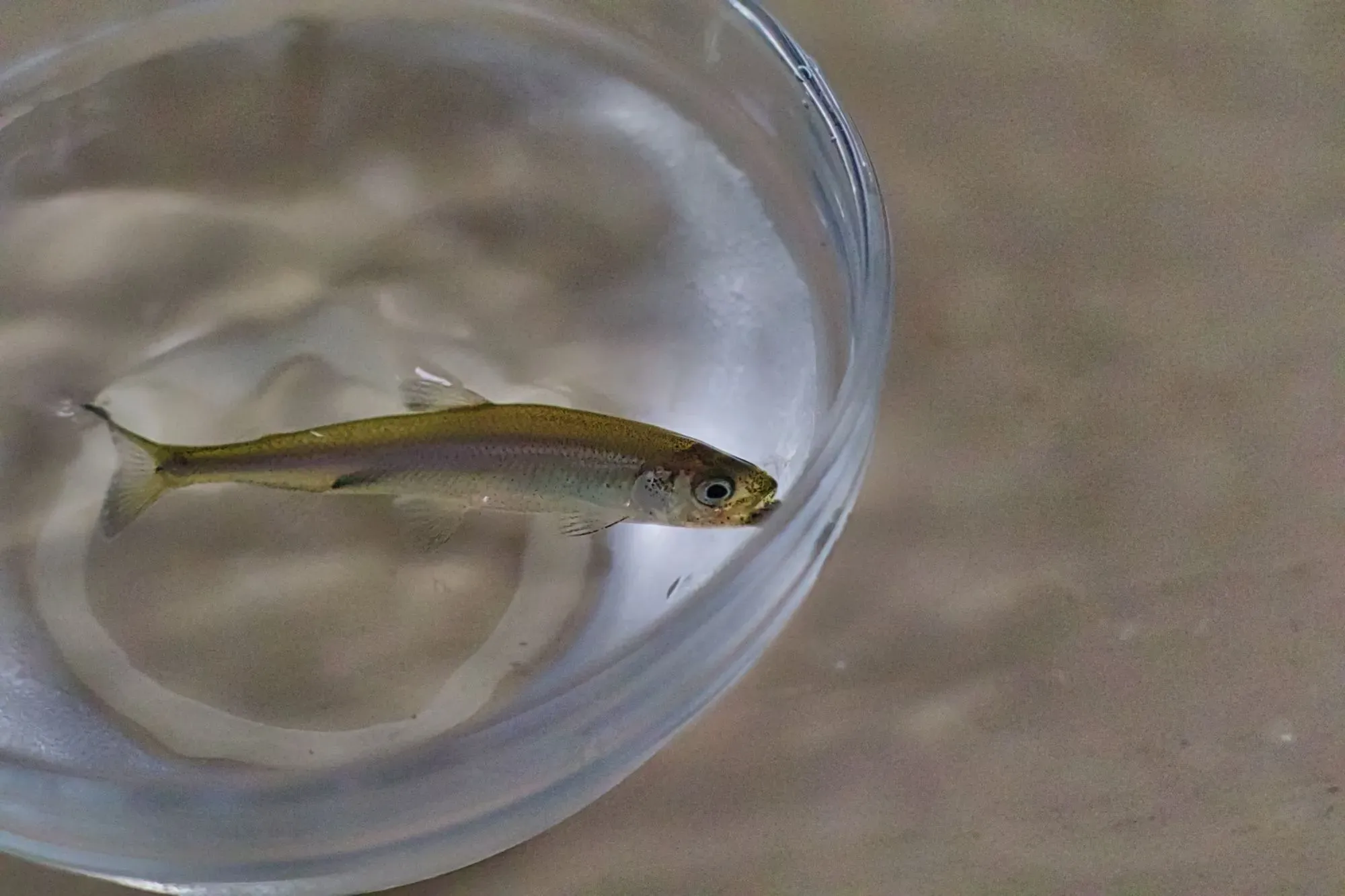 Fun facts about the delta smelt.