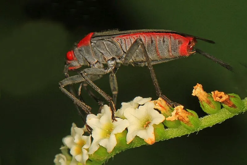 The color of this bug is one of its recognizable features.