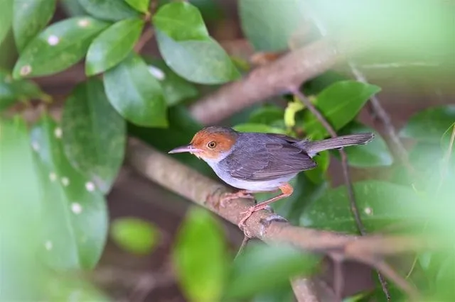 Tailorbirds get their name from their sewing ability to make their nests.