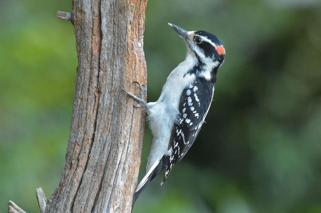 These North American birds are found near tree trunks.