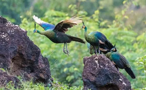 Green peafowl facts are quite interesting to read.