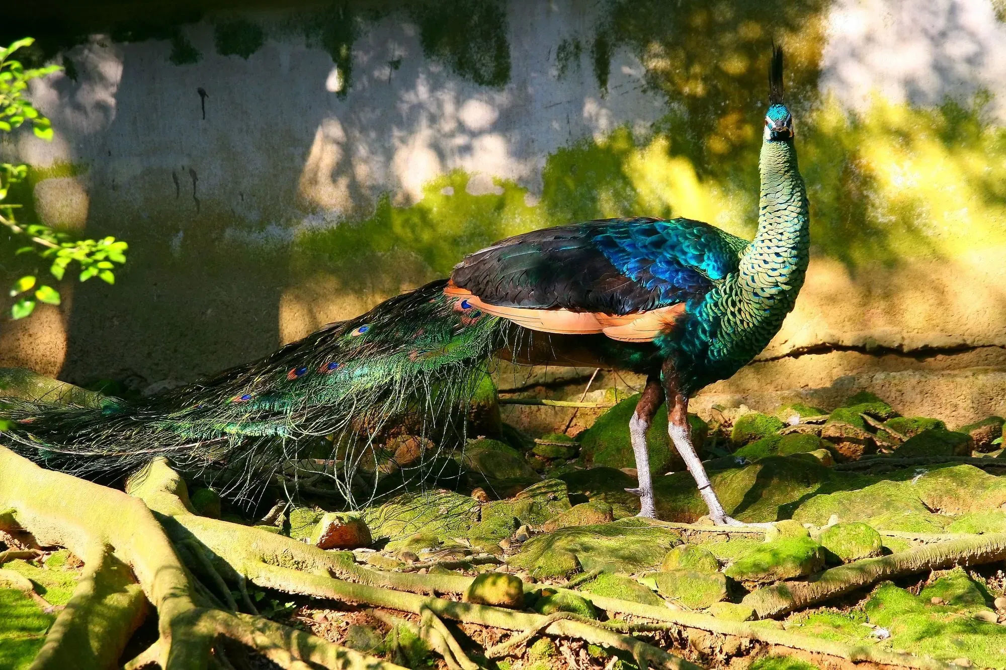 The green peafowl's feathers are blue and green.
