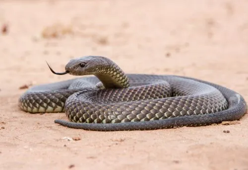 Ssseriously Cool King Brown Snake Facts You Won T Forget