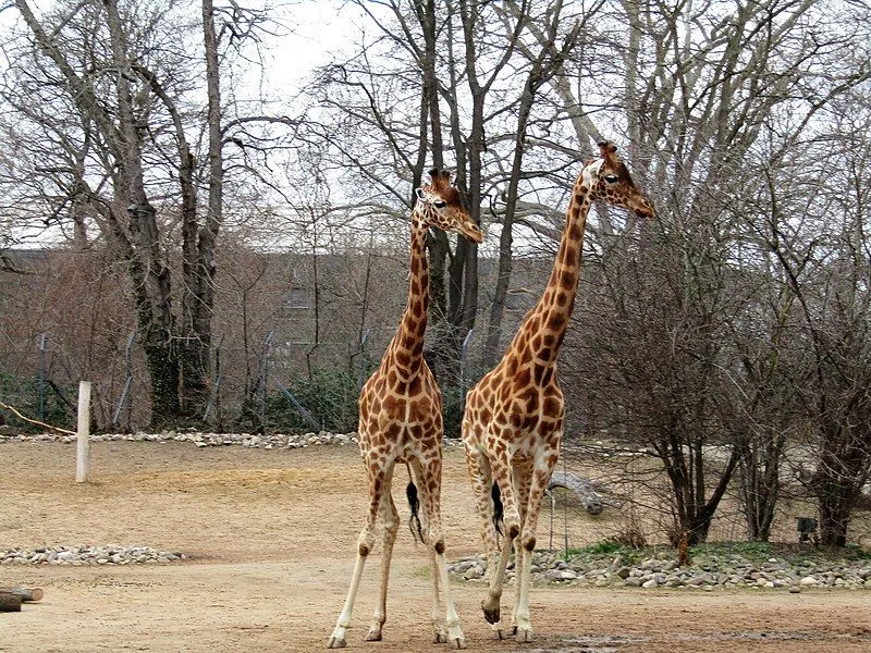 Unlike-other-giraffes,-the-Kordofan-giraffe-has-irregular-pale-white-spots-on-its-body