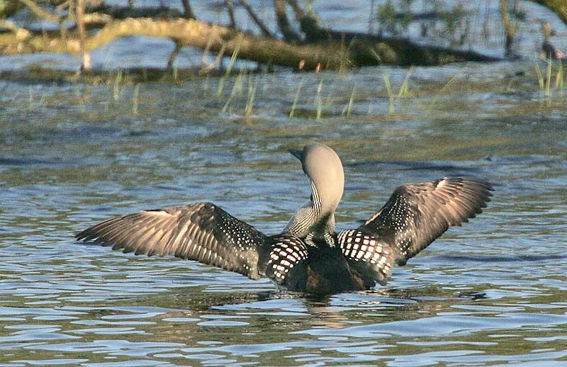 The black-throated loon mainly eats fish.