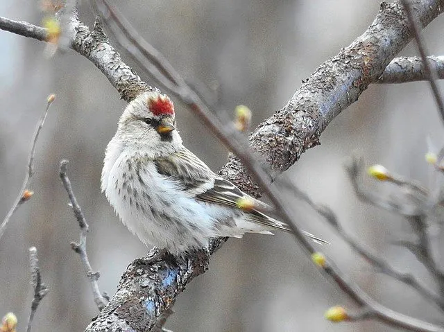 Hoary redpoll facts are about beautiful North-American birds.