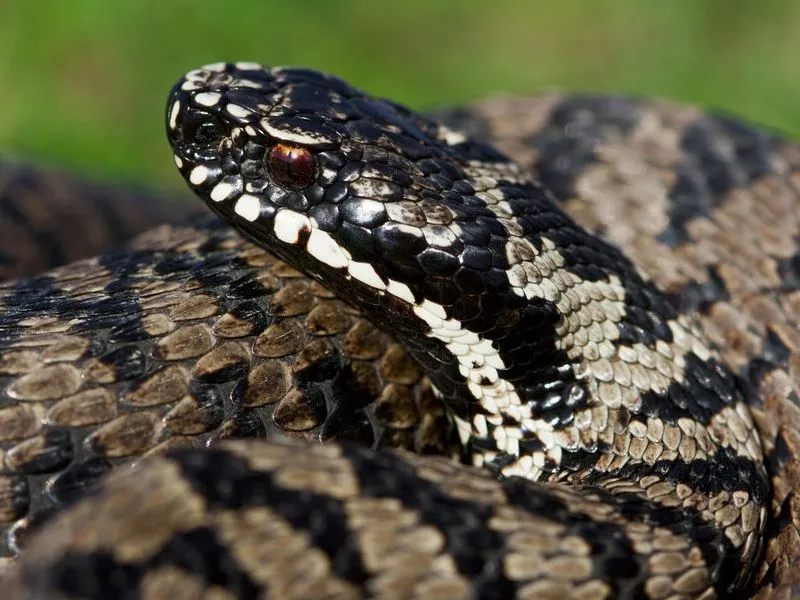 A European common viper has many different names.