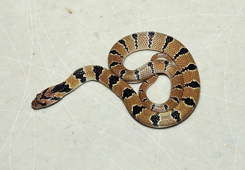 The common kukri snake has a lighter body with 15-20 dark stripes all over the body.