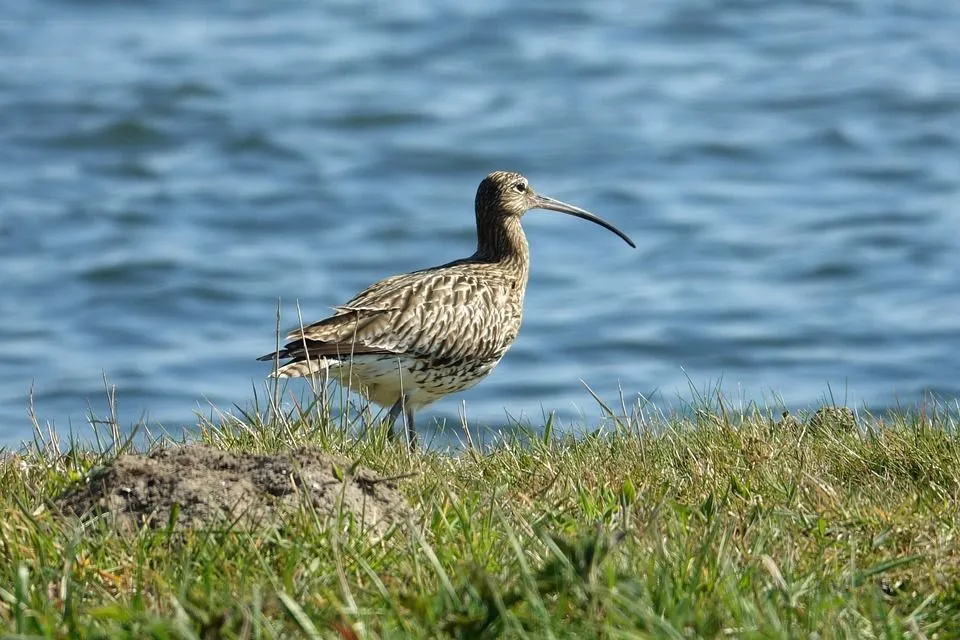 Stilt sandpipers are characterized by their long and slightly curved bills.