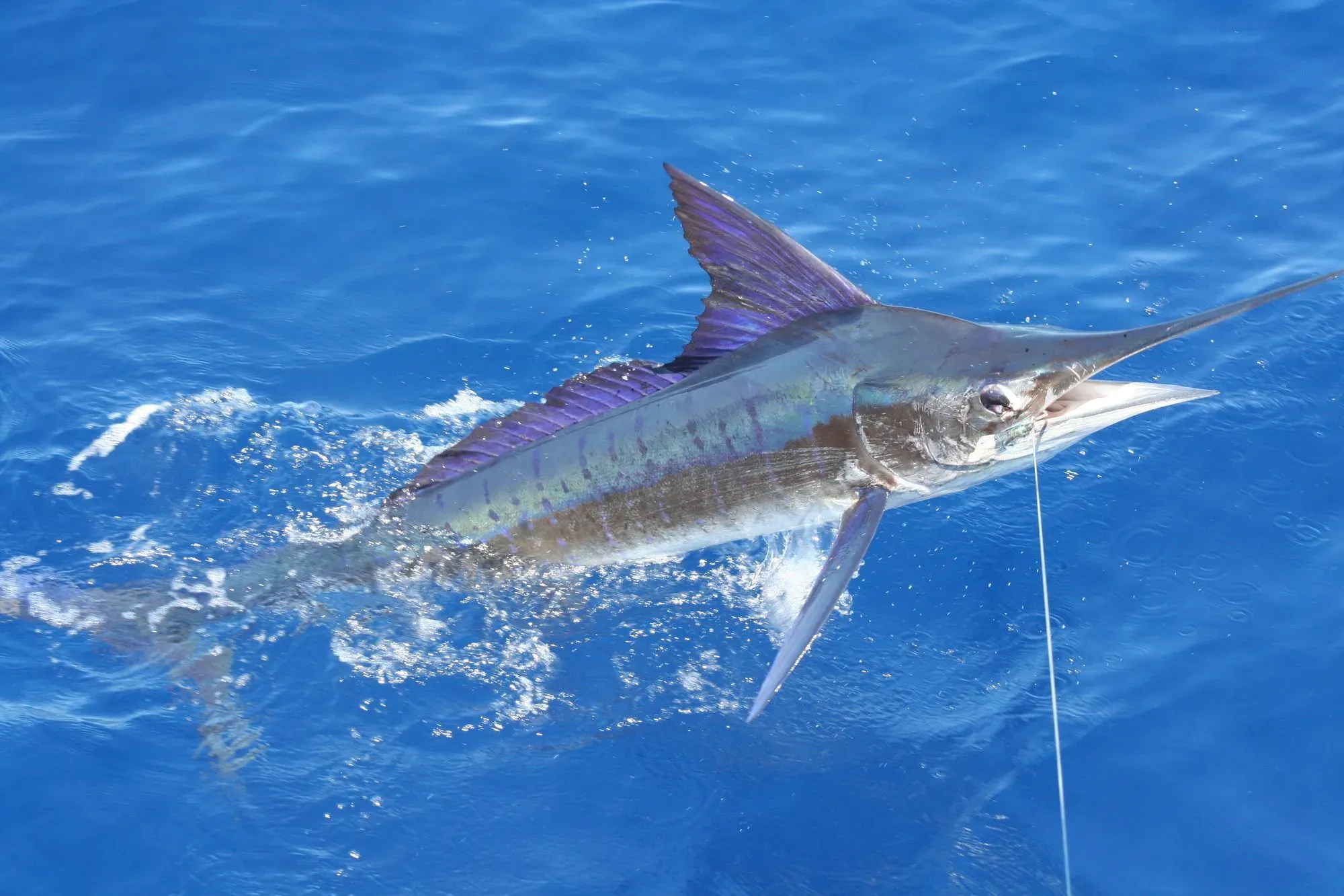 Striped marlins are one of the fastest fish in the world.