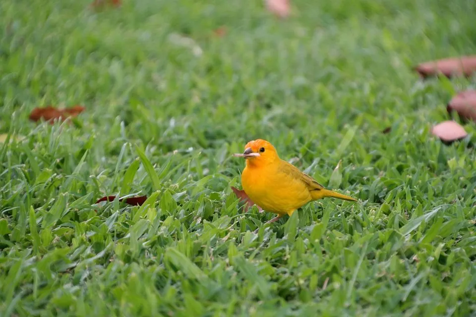 Saffron Finches are not migratory birds, and they spend time on the ground looking for food.