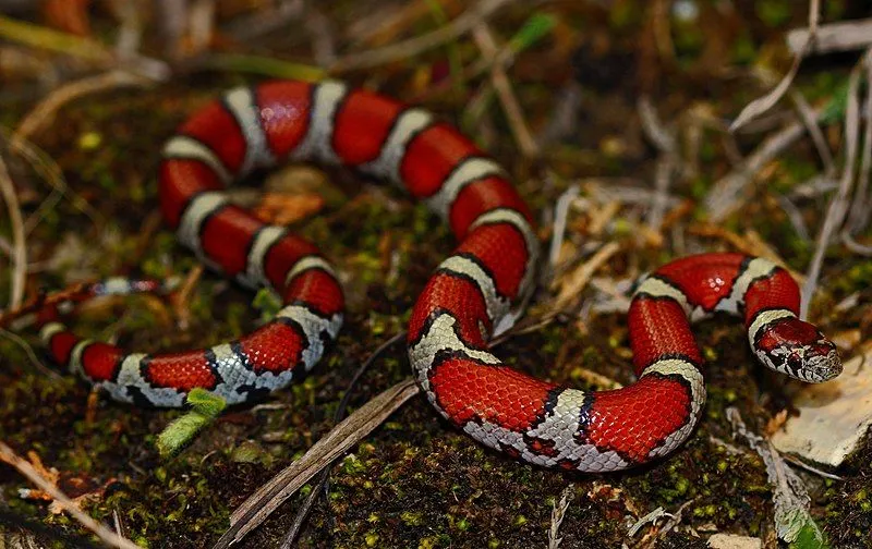The Eastern Milksnake has a reddish or reddish-brown coloration with black-edged blotches.