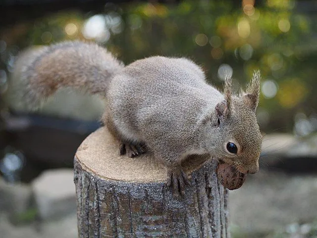 The Japanese squirrel's fur is mostly brownish in color.