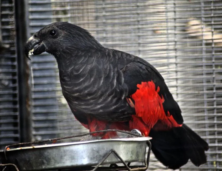 Pesquet's parrot facts are all about their vibrant appearance and range of habitats.