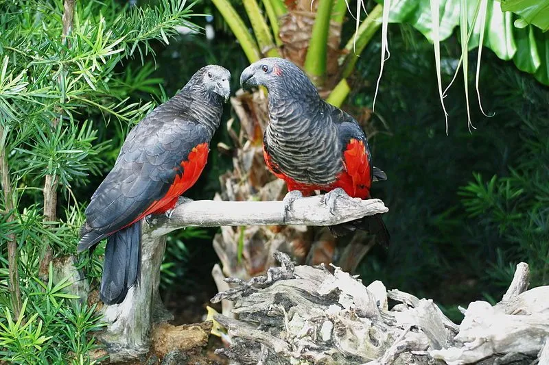 Pesquet's Parrot Facts You'll Never Forget