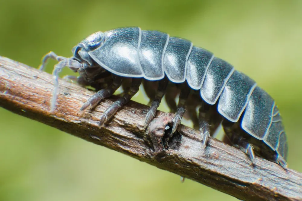 Fun Pill Bug Facts For Kids