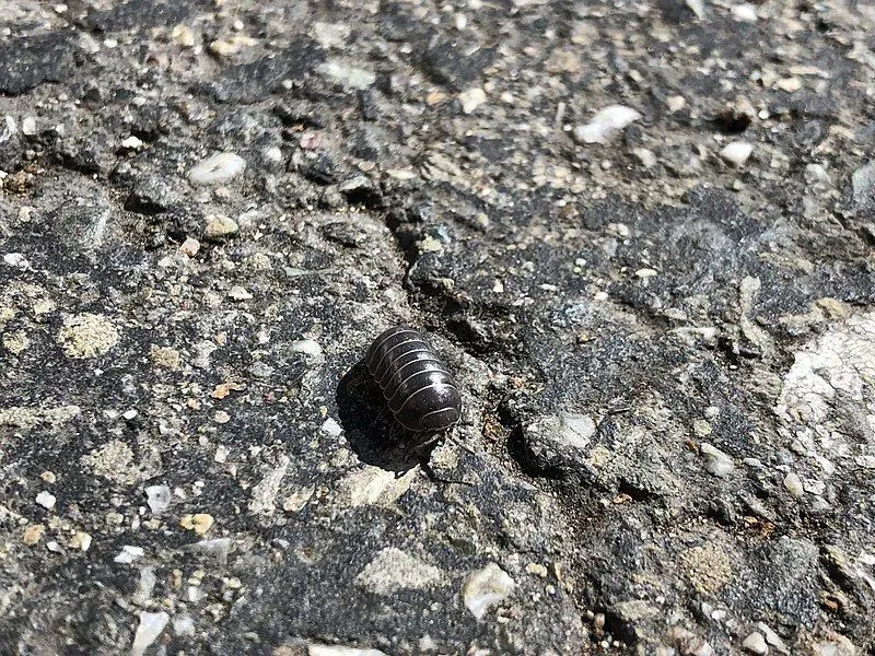 Pill bugs are also known as roly polies for their ability to roll into a ball when disturbed in any way.