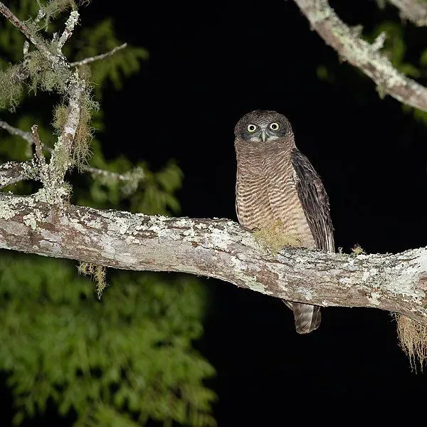 These rare rufous owl facts would make you love them