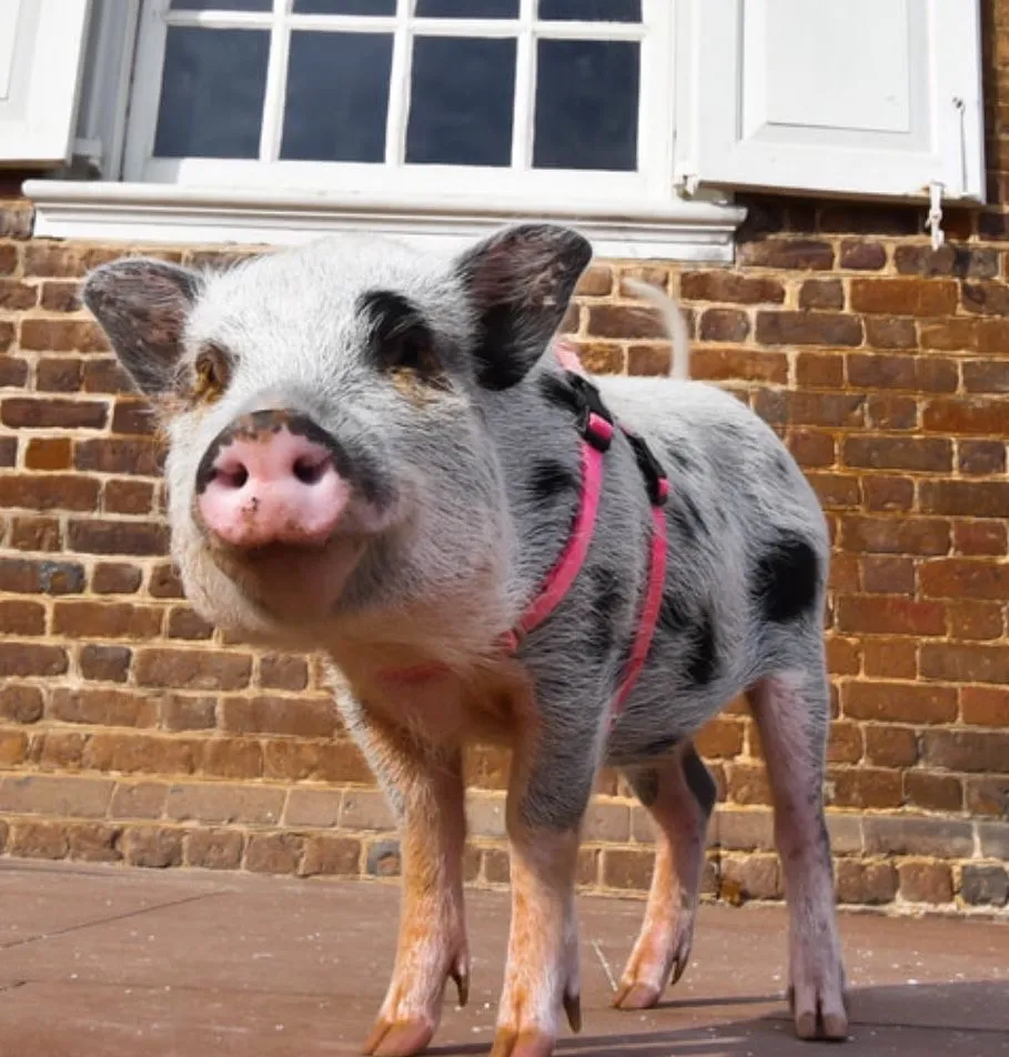 Miniature pigs are used in many animal-assisted therapies.