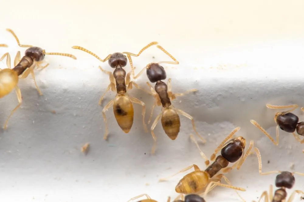 These rare ghost ant facts would make you love them