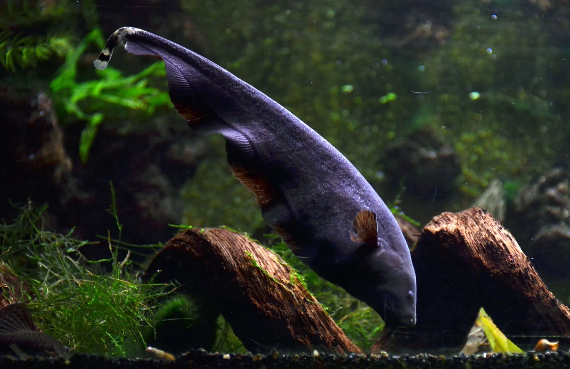 These rare black ghost knifefish facts would make you love them
