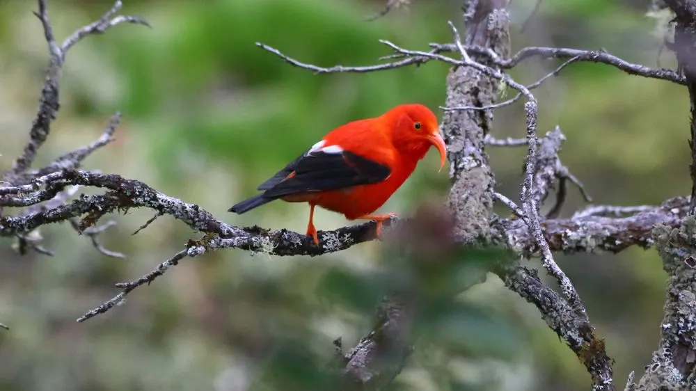 Discover interesting Hawaiian honeycreeper facts about their evolution.