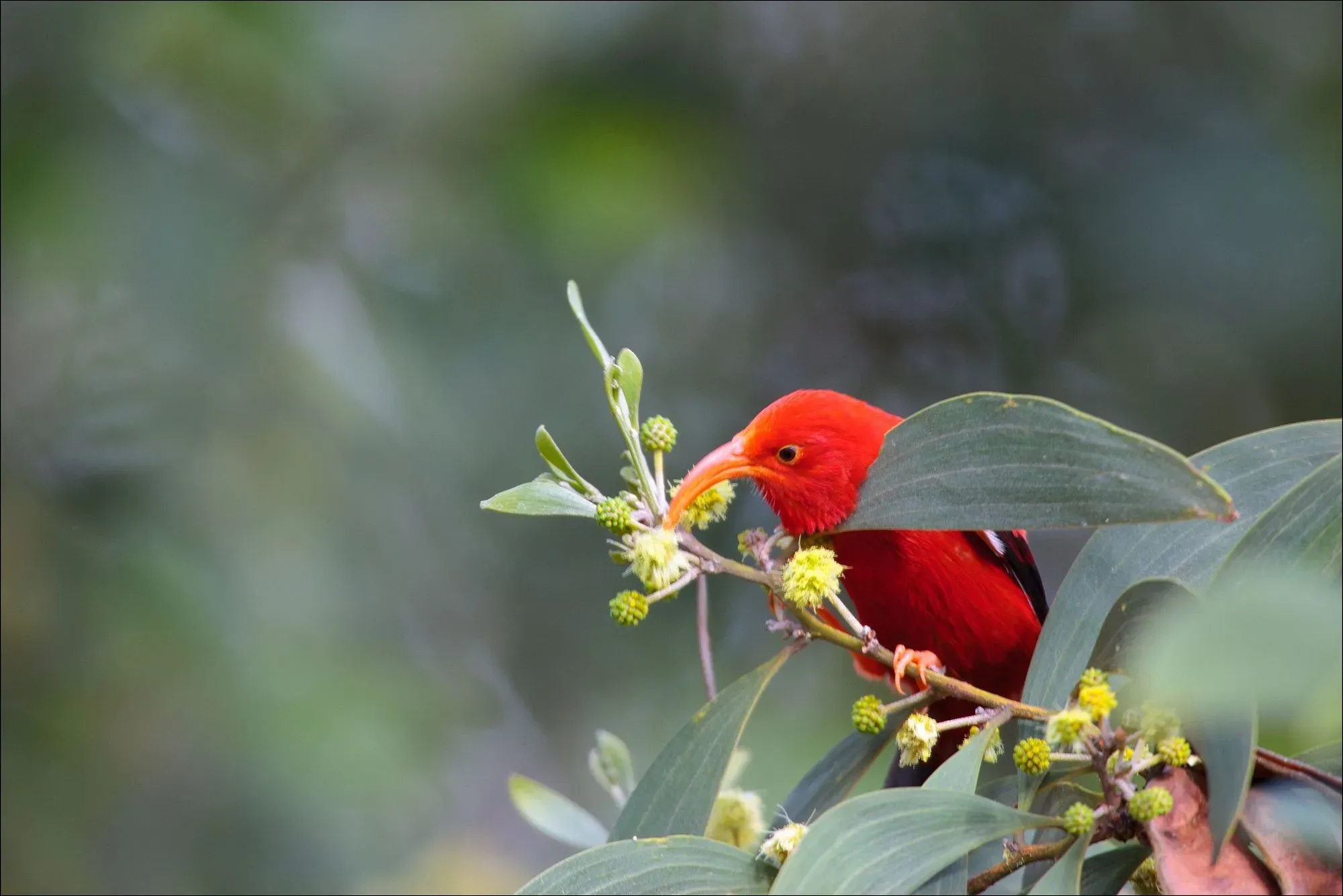 Amazing Hawaiian honeycreeper facts that will make your day.