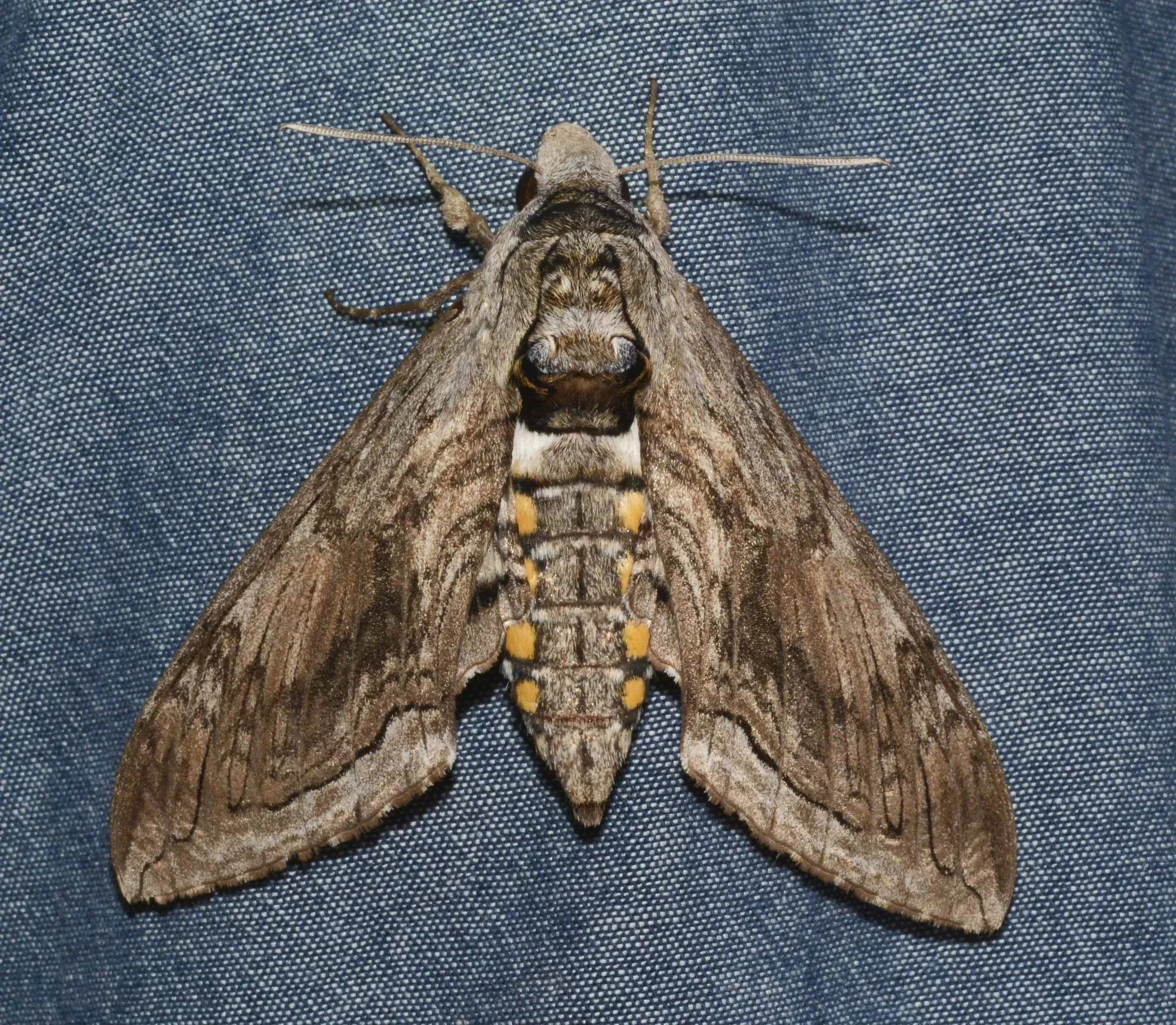 Discover more interesting facts about the five-spotted hawk moth's habitat and size.