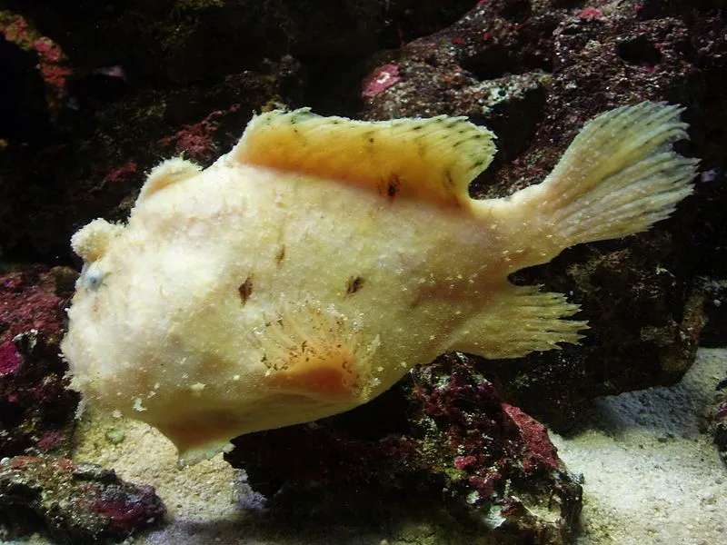 Interesting facts about anglerfish are very gripping and intriguing.