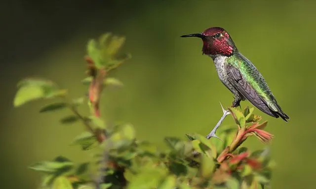 The Anna's hummingbird is more colorful than any other hummingbird species.