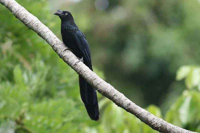 The Ani species of bird are related to cuckoos and nest together.