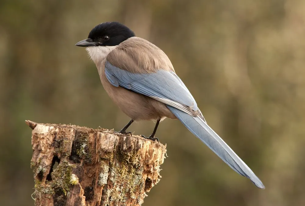 Discover fascinating Azure Winged Magpie facts about its stunning appearance, distribution, habitat, and more!