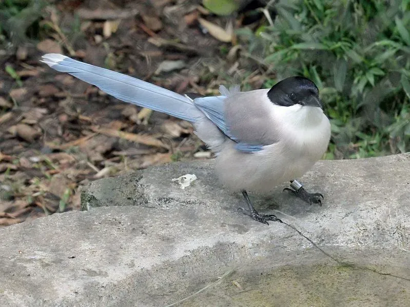 The Azure Winged magpie have stunning azure feathers and tail along with a black cap on their head.