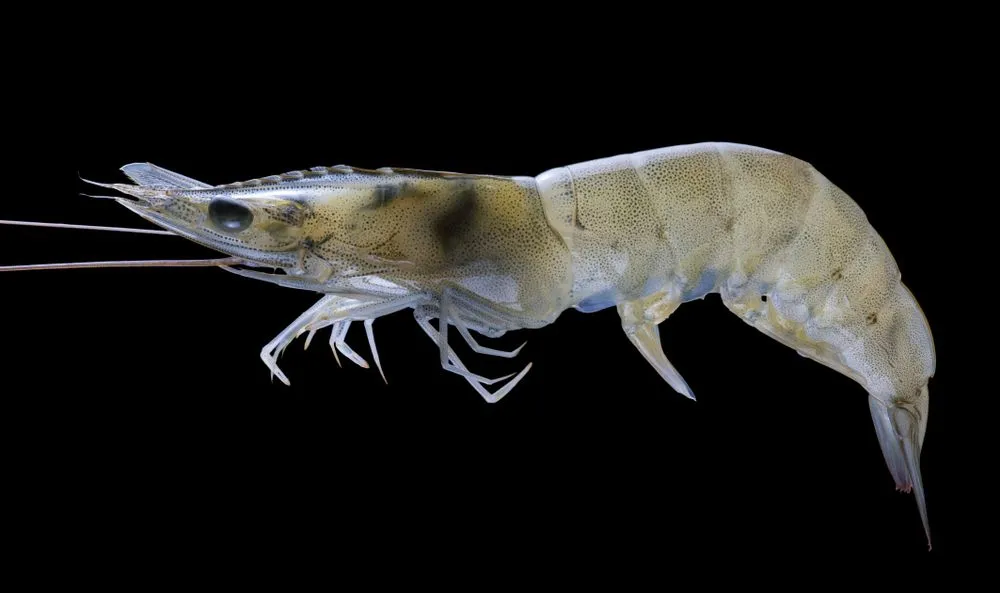 White Shrimp facts are fascinating to learn about.